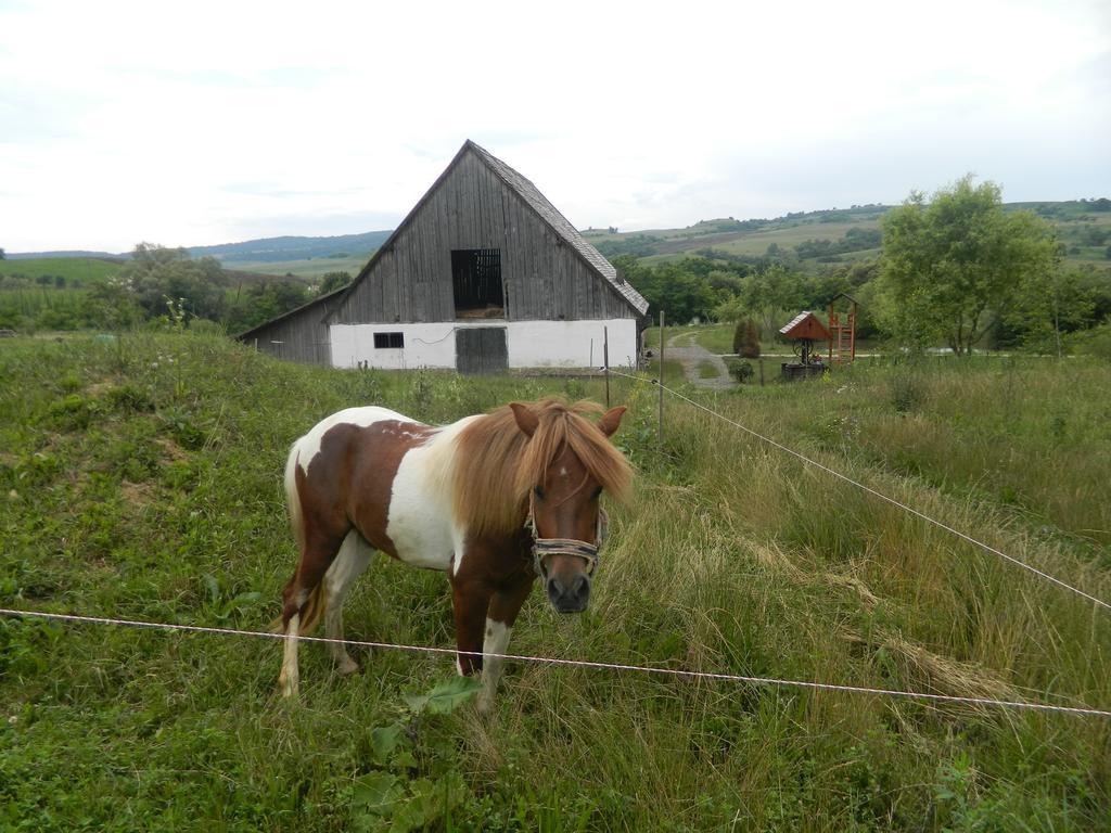 Pensiunea Violeta Saschiz Buitenkant foto