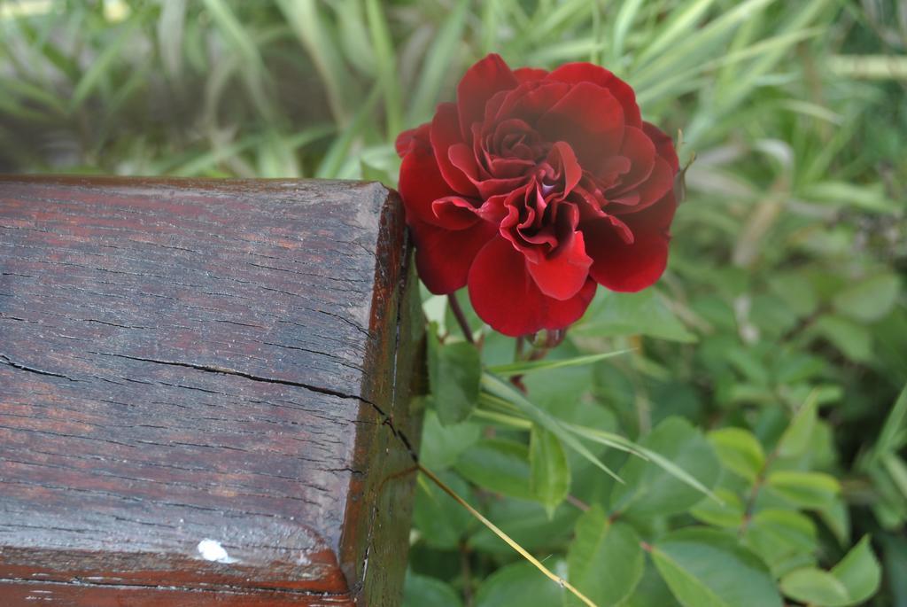 Pensiunea Violeta Saschiz Buitenkant foto