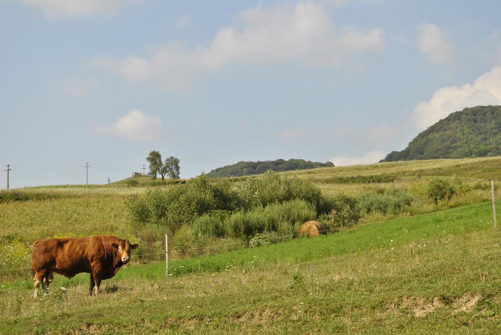 Pensiunea Violeta Saschiz Buitenkant foto